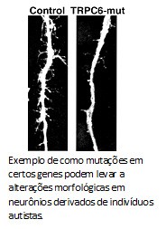 Mutação em gene de neurônio